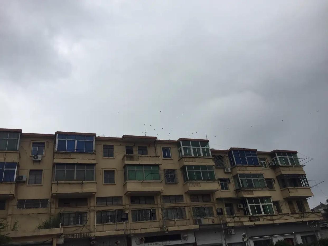 我已经很久没有看到这么多鸟了，天空乌云密布我以为会下雨