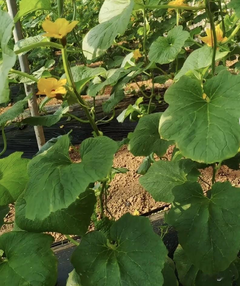 要不你也不行啊，你上我妈那儿去吗？！
这是我未来前夫我俩互相争执时他说的话。
我