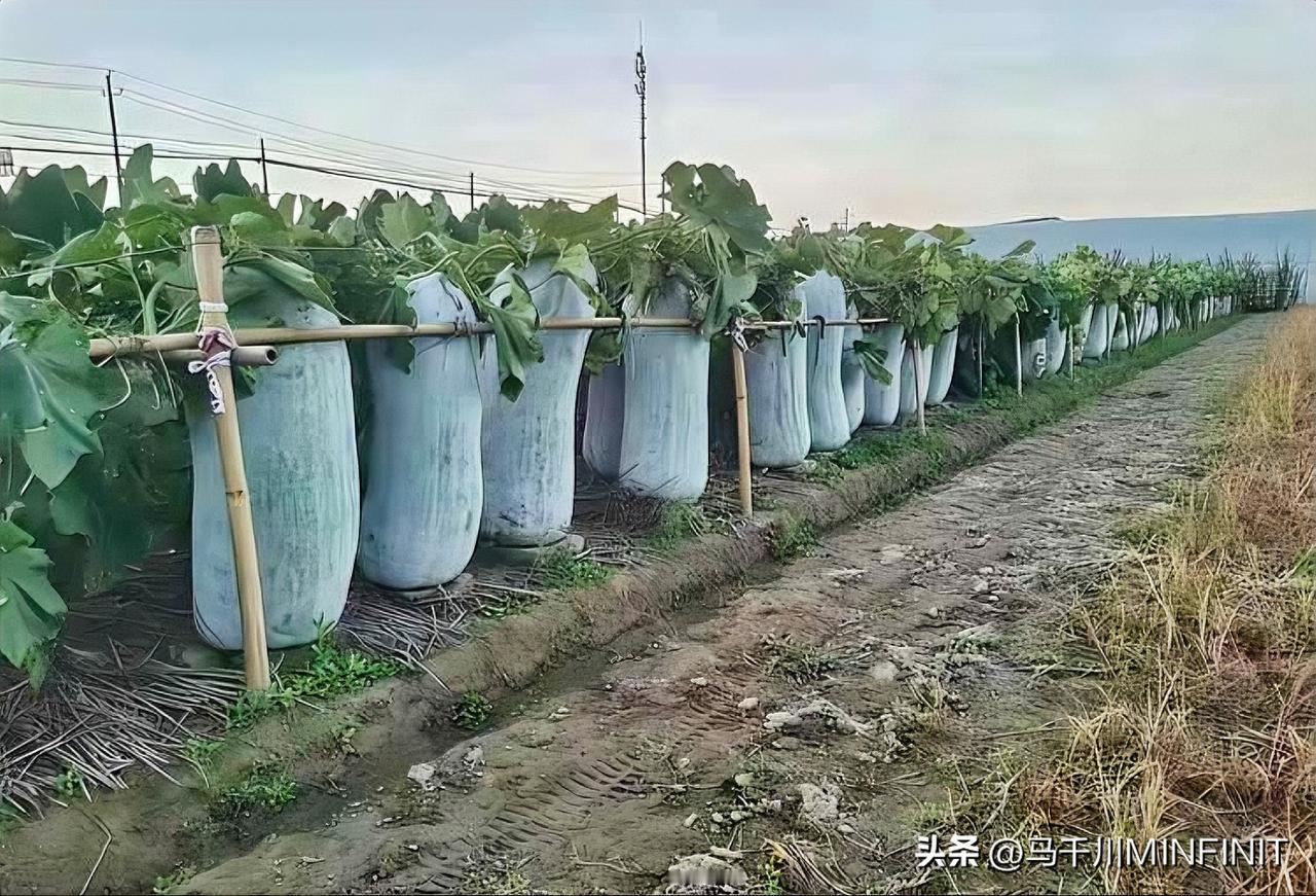 怪不得没有人偷这个冬瓜
直接笑死了，这个根本没有几个人拿的动啊，所以没有人看，也