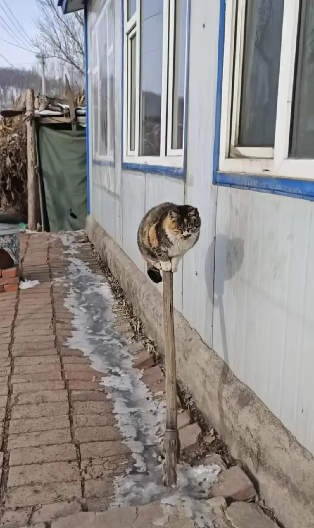 因为地上太冷了，聪明的猫咪，就在一小木棍子上晒太阳，猫咪这平衡术真的是太神了…[