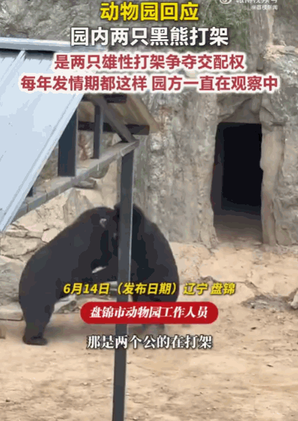 太吓人了！辽宁，动物园两只黑熊突然爆发激烈冲突。它们从室外展区一路扭打到室内兽舍