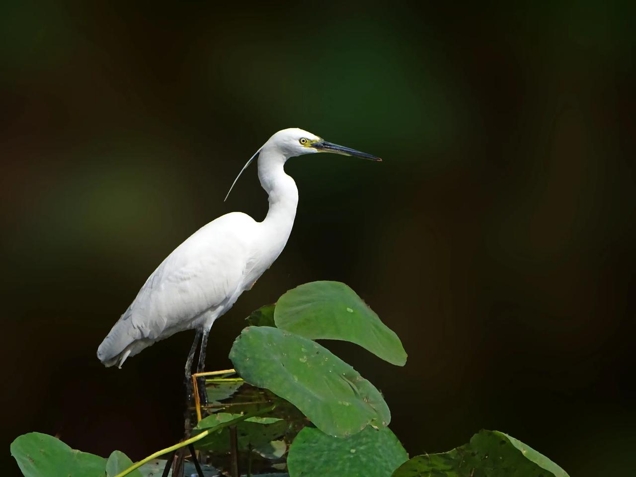 《白鹭》
        看见白鹭，就想起孙女小时候的课文。郭沫若写的散文“白鹭