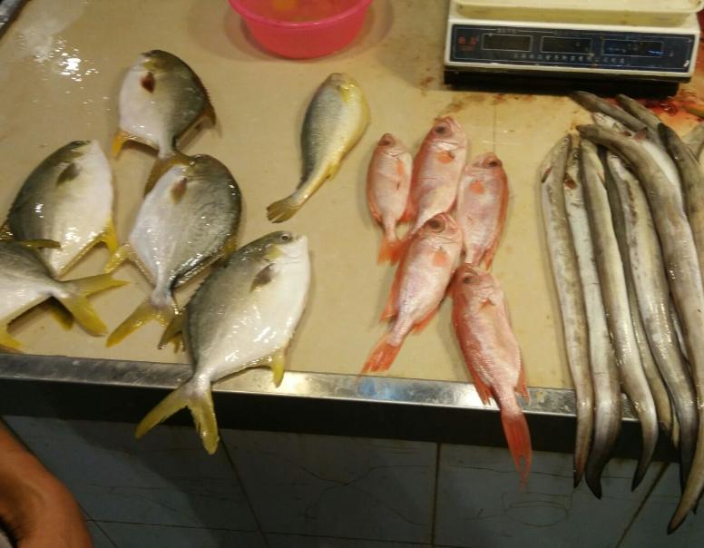 海鱼还安全吗？究竟能不能吃了？医生：注意4点，无需过多担心

“我还能不能继续吃