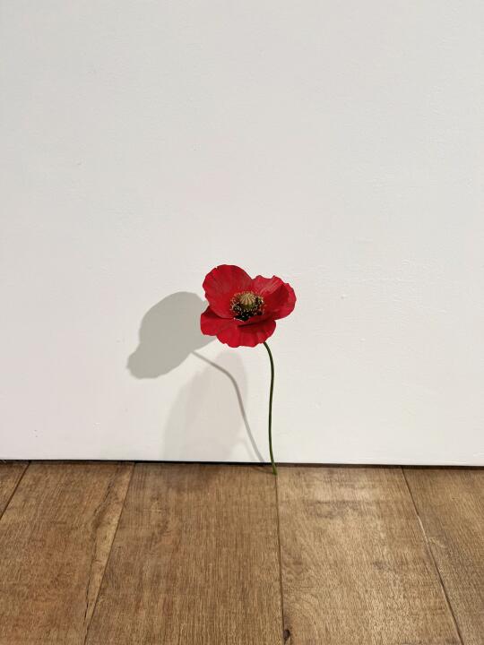 伦敦看展｜须田悦弘限定木雕花展