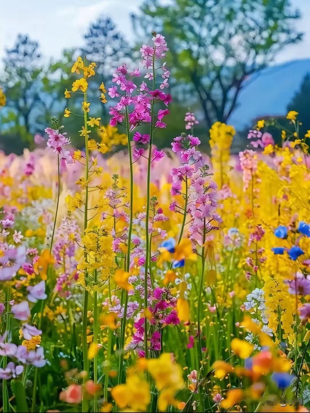 春暖花开之际，恰是去郊外赏景的绝佳时机。
前几日我前往郊外，那景色着实令人叫绝。