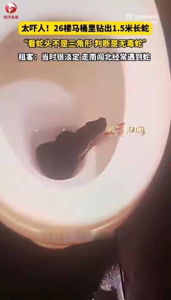 太吓人了，26楼马桶里突然钻出1.5米长黑蛇！租客观察蛇头不是三角形，称很淡定没