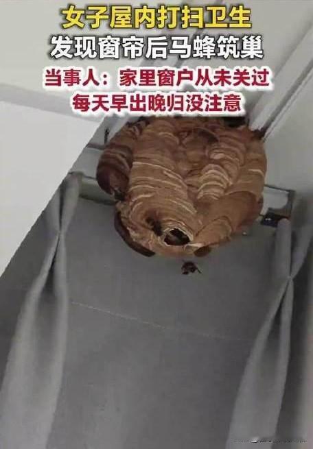 女子周末大扫除，本想让家焕然一新，却在拉开阳台窗帘时，被眼前的景象惊出一身冷汗—