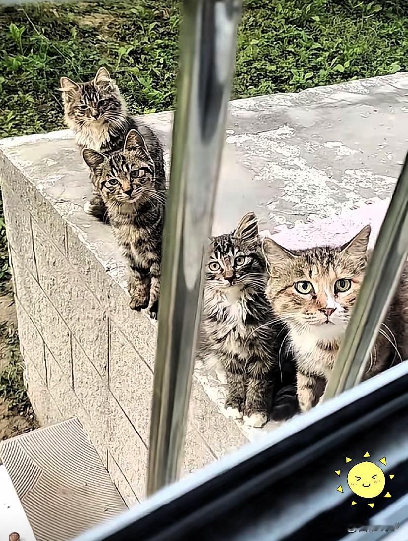 千万不要心软
​投喂小区里的流浪猫。
​它不仅会记住你，还会带着崽堵着你。

就