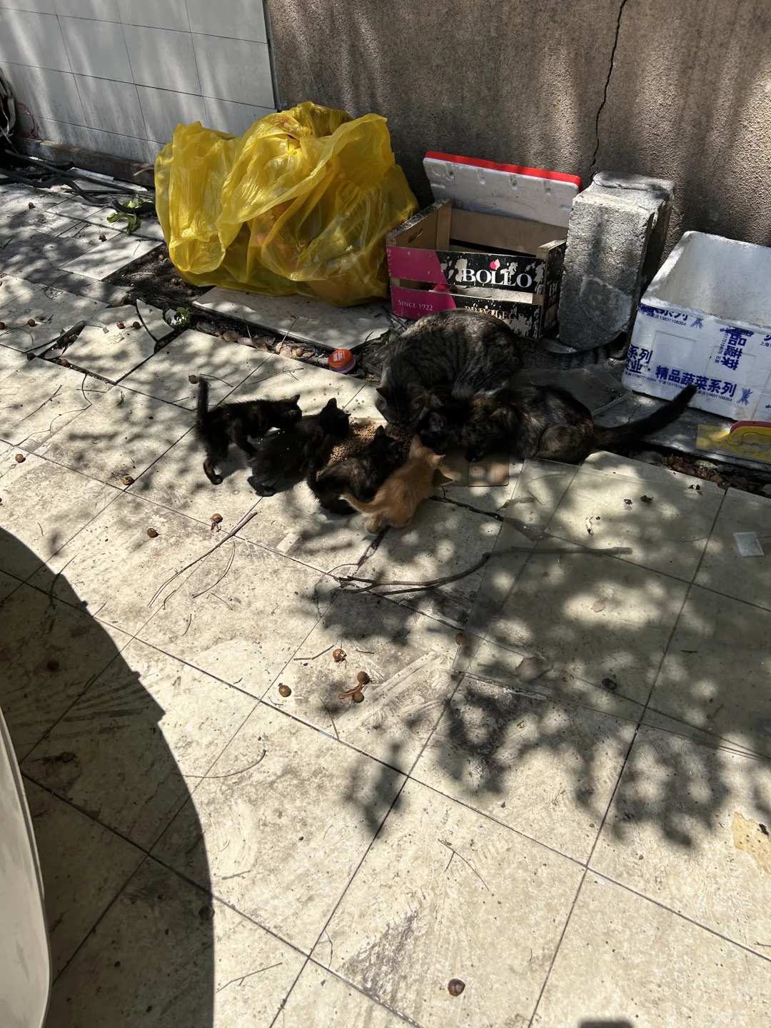好可爱的一窝猫猫