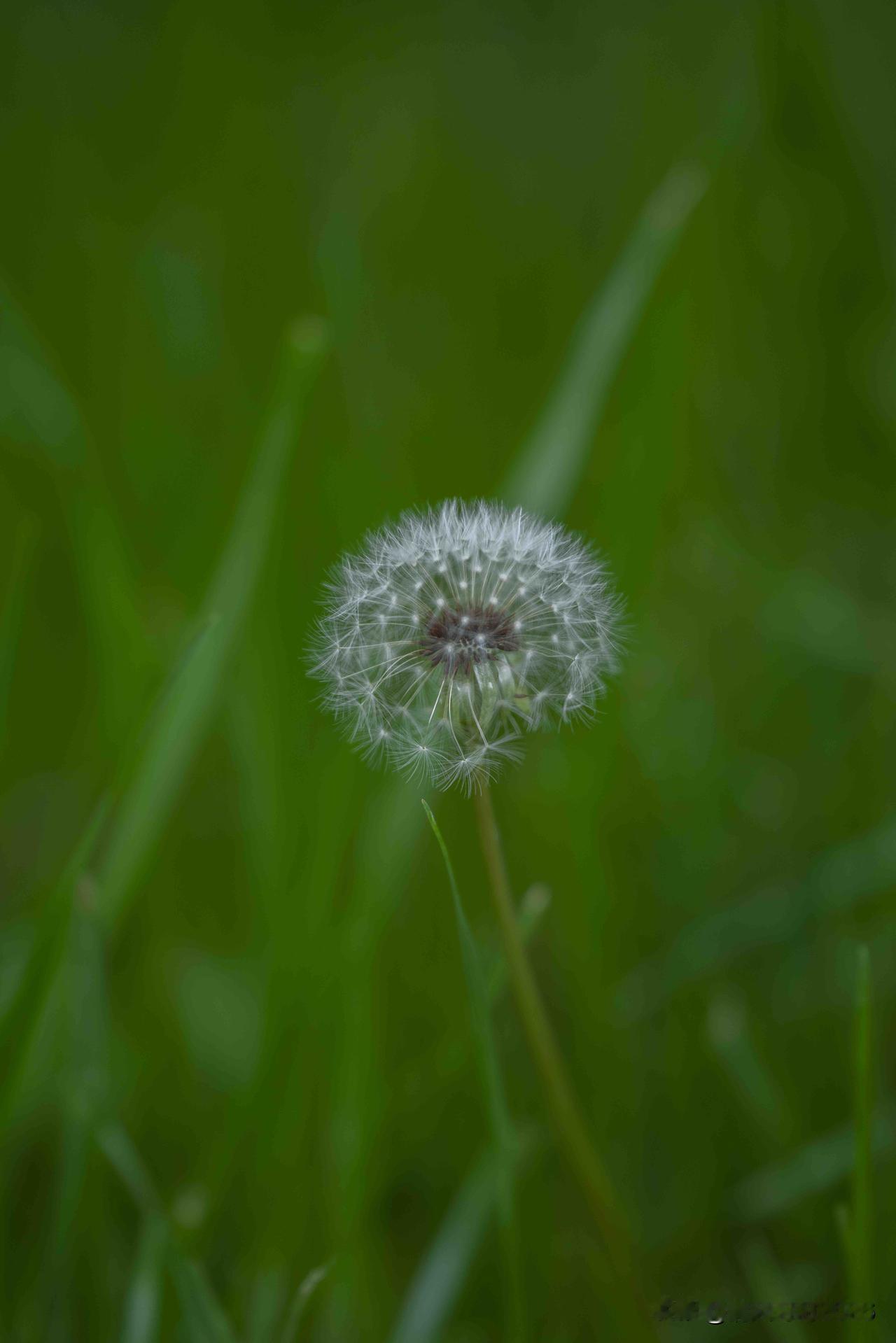春 在俯仰间

抬头，是晚樱漫过檐角
低头，是蒲绒追着风跑
俯身，是二月兰铺开一