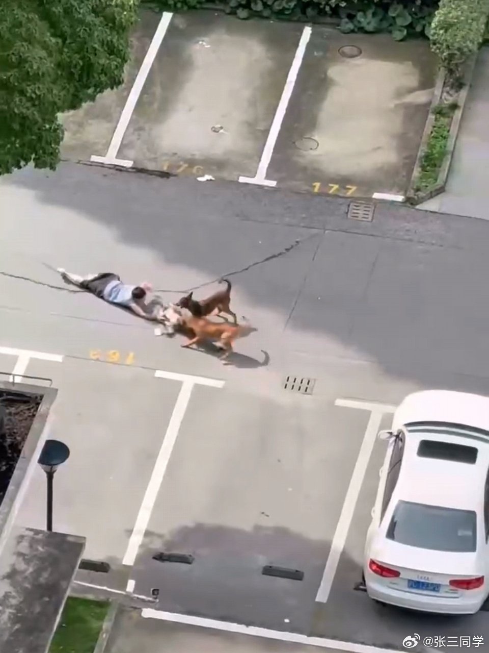 又是禁养犬伤人！禁养犬之所以禁养，就是对生命安全有威胁，有过大量严重伤人案例，禁