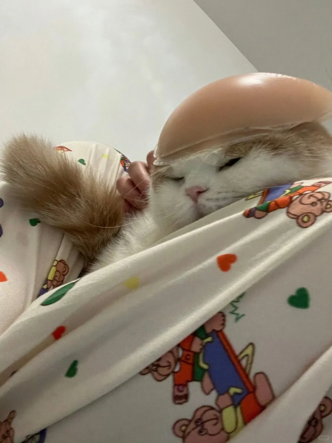 真让猫头秃🤯