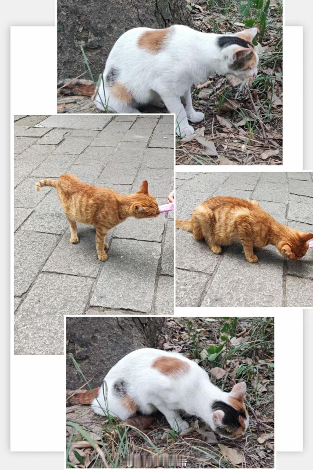 苏州西园寺击掌小猫西园寺的小猫都已经进化的能和游客击掌了?!我去那年（3年前）西