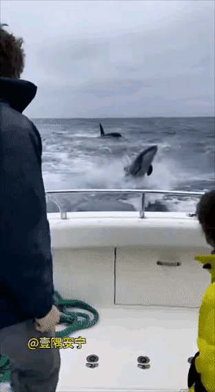 海豚不愧为最聪明的海洋哺乳动物。