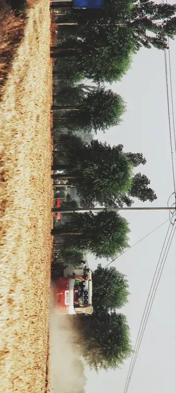 麦收

芒种时节
金色的麦浪连绵起伏
丰收在望的景象
一望无际
分明是
季节的大