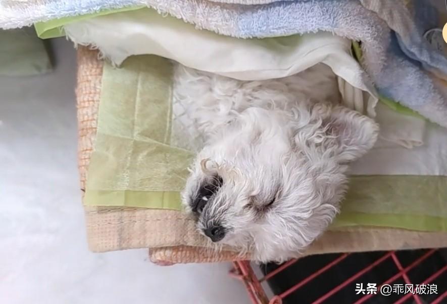 满心欢喜跑五小时抱回“白雪”，本想着能好好相伴，让它享受幸福生活，可没几天它就夭
