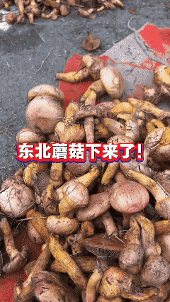 2026年东北蘑菇下来啦，
你们那边下来了没🤔