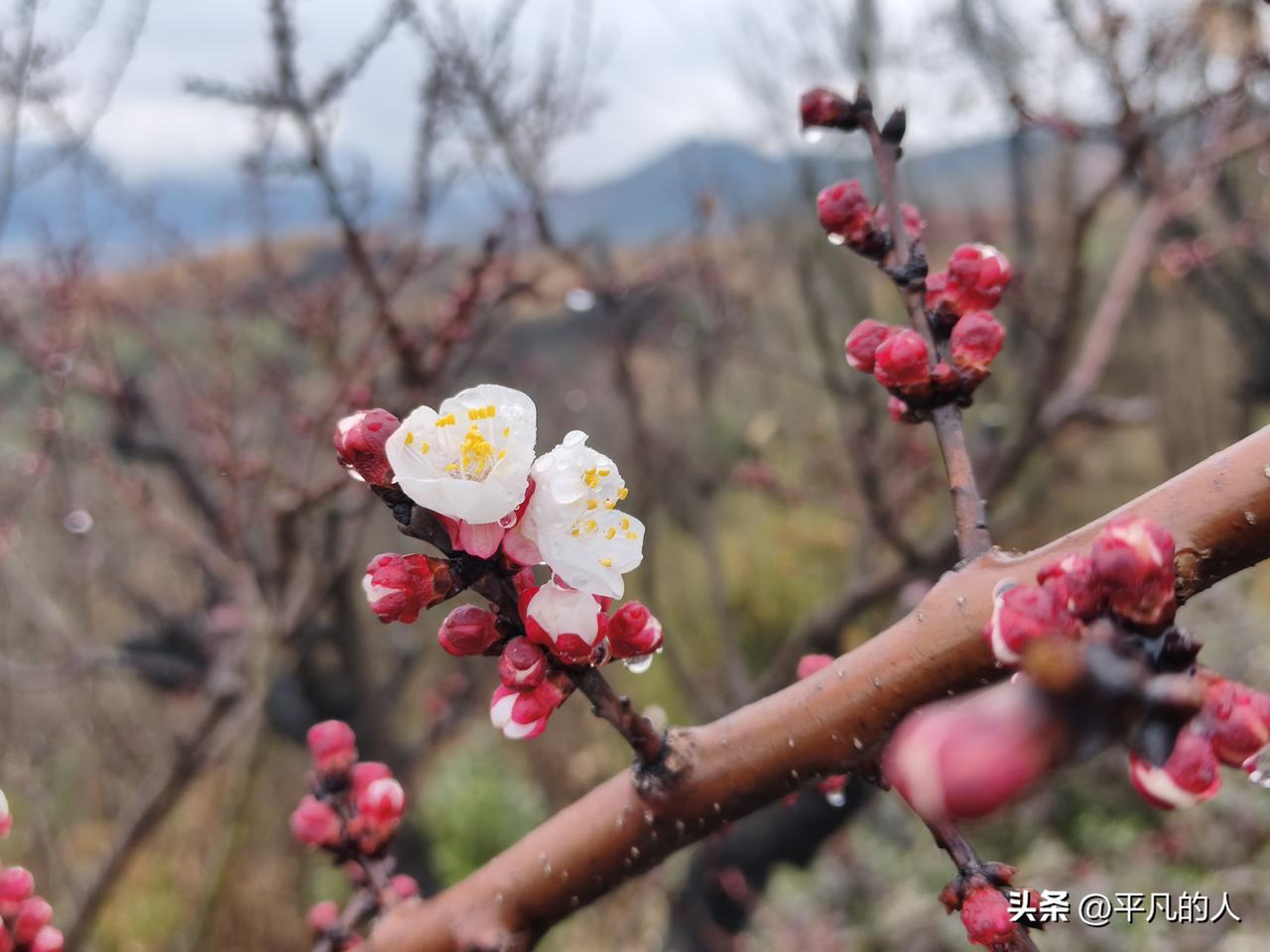 桃花是什么季节开的春节过后，桃花朵朵开[送自己一朵花][微风]。