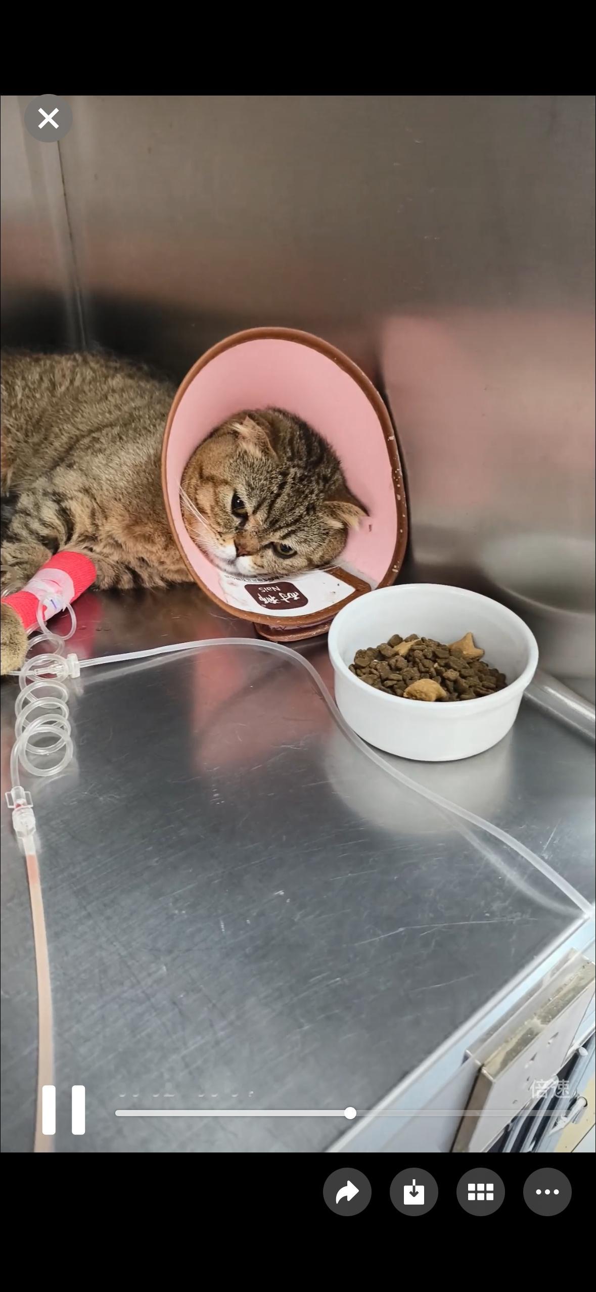 狸花猫咋这么能吃，肌酐爆表全麻穿刺导尿后晚上吃了一整个罐头。我早上赶紧去送粮食，