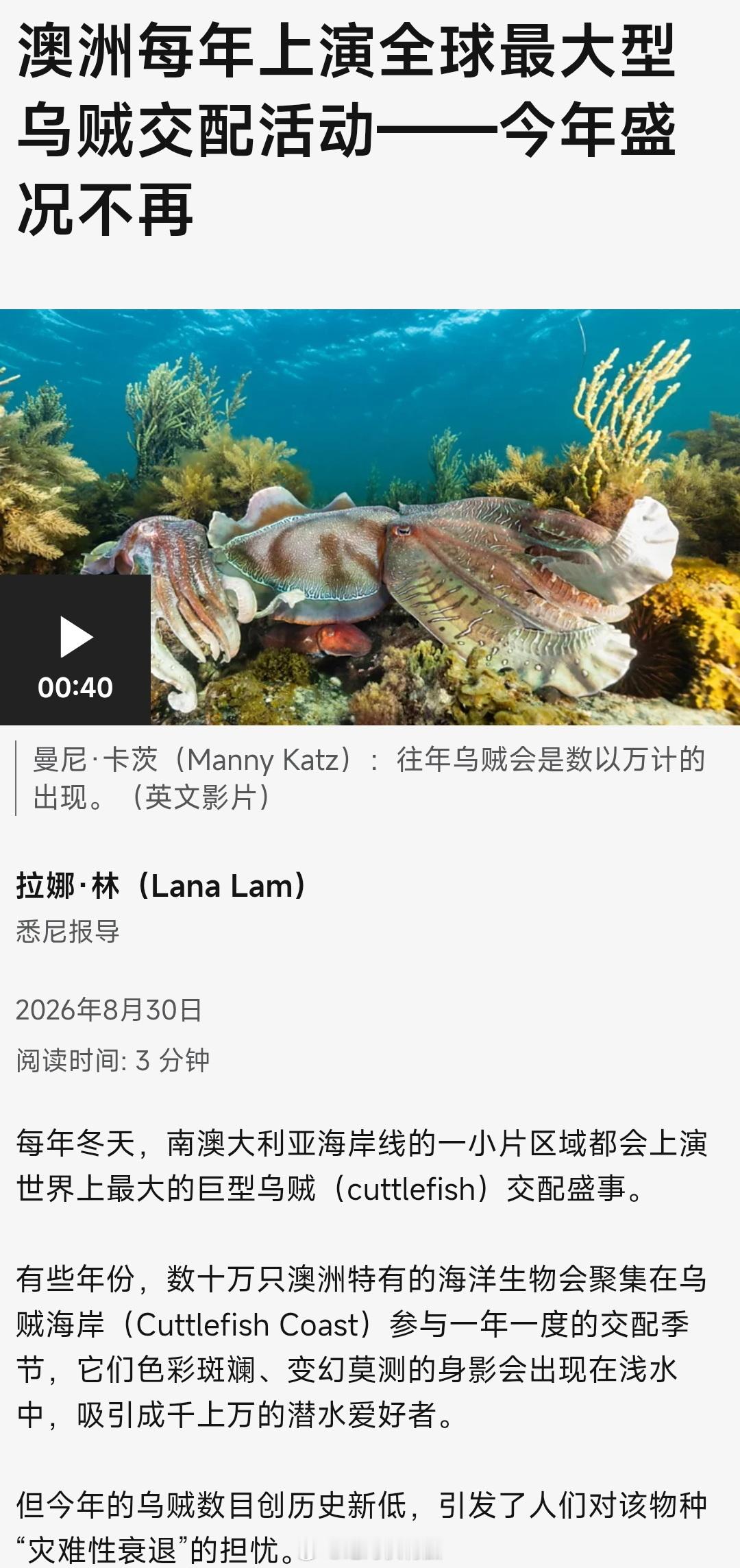 南澳大利亚的乌贼海岸 Cuttlefish Coast 一年一度会迎来巨型乌贼的