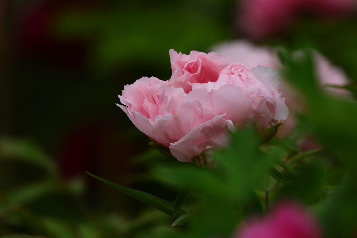 晒晒随手拍的花粉牡丹在春日暖阳里静静舒展，层层花瓣柔如云霞，被翠绿叶片温柔托举着
