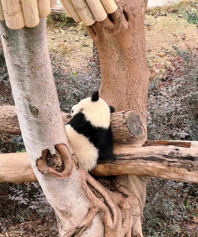 今天一口气看到 44 只黑白团子，简直萌化我心！这次来成都总算圆梦见到大熊猫啦。