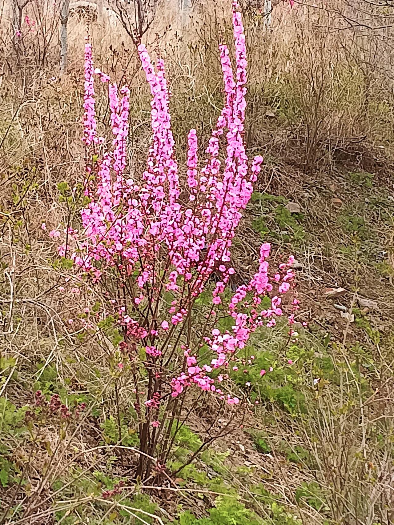 分享相册里最美的花