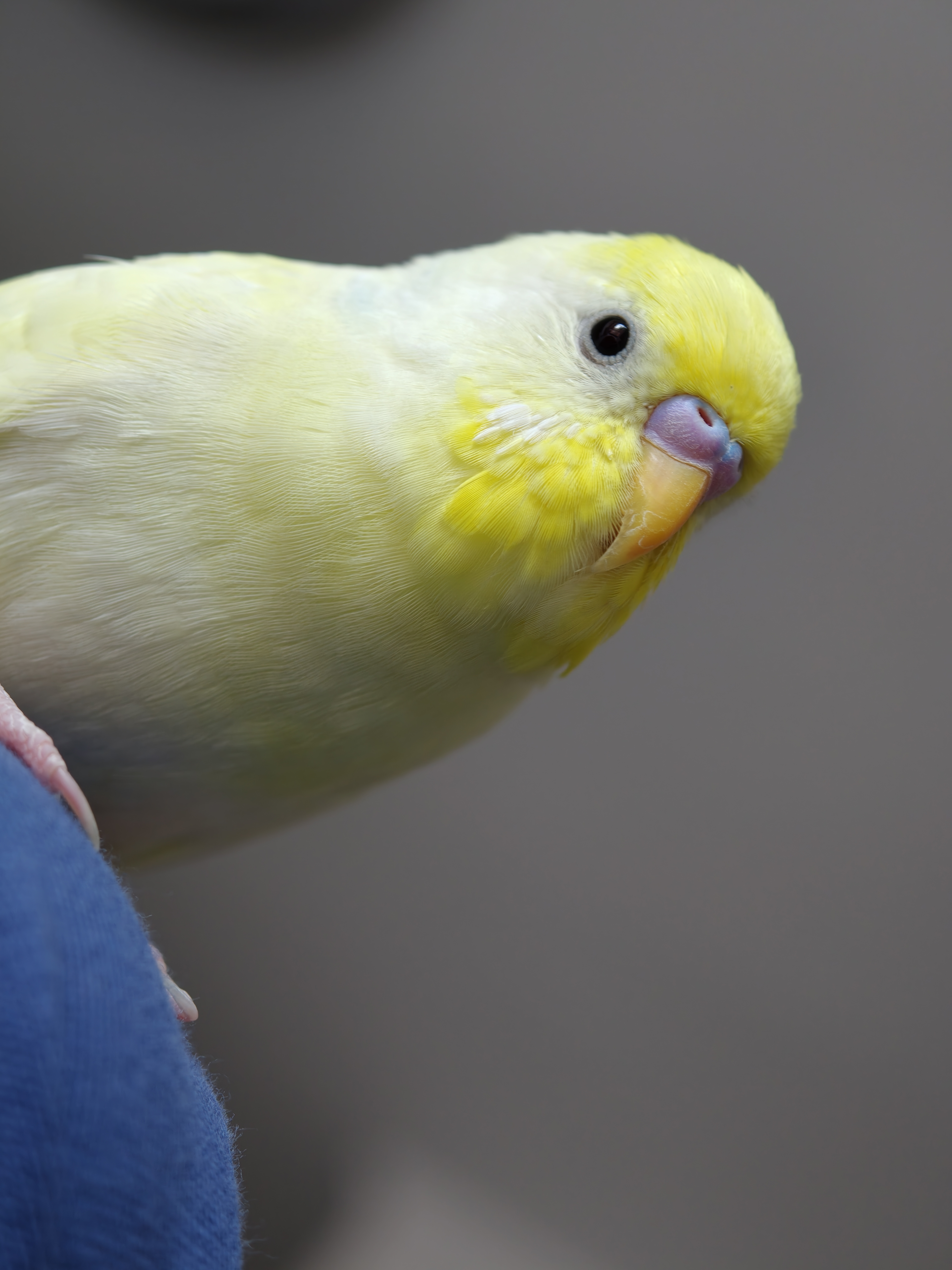 小鸡只是站在泥肩膀上，它能有什么坏心思，无非是：咬你眼珠，啃你鼻子，在你身上拉屎