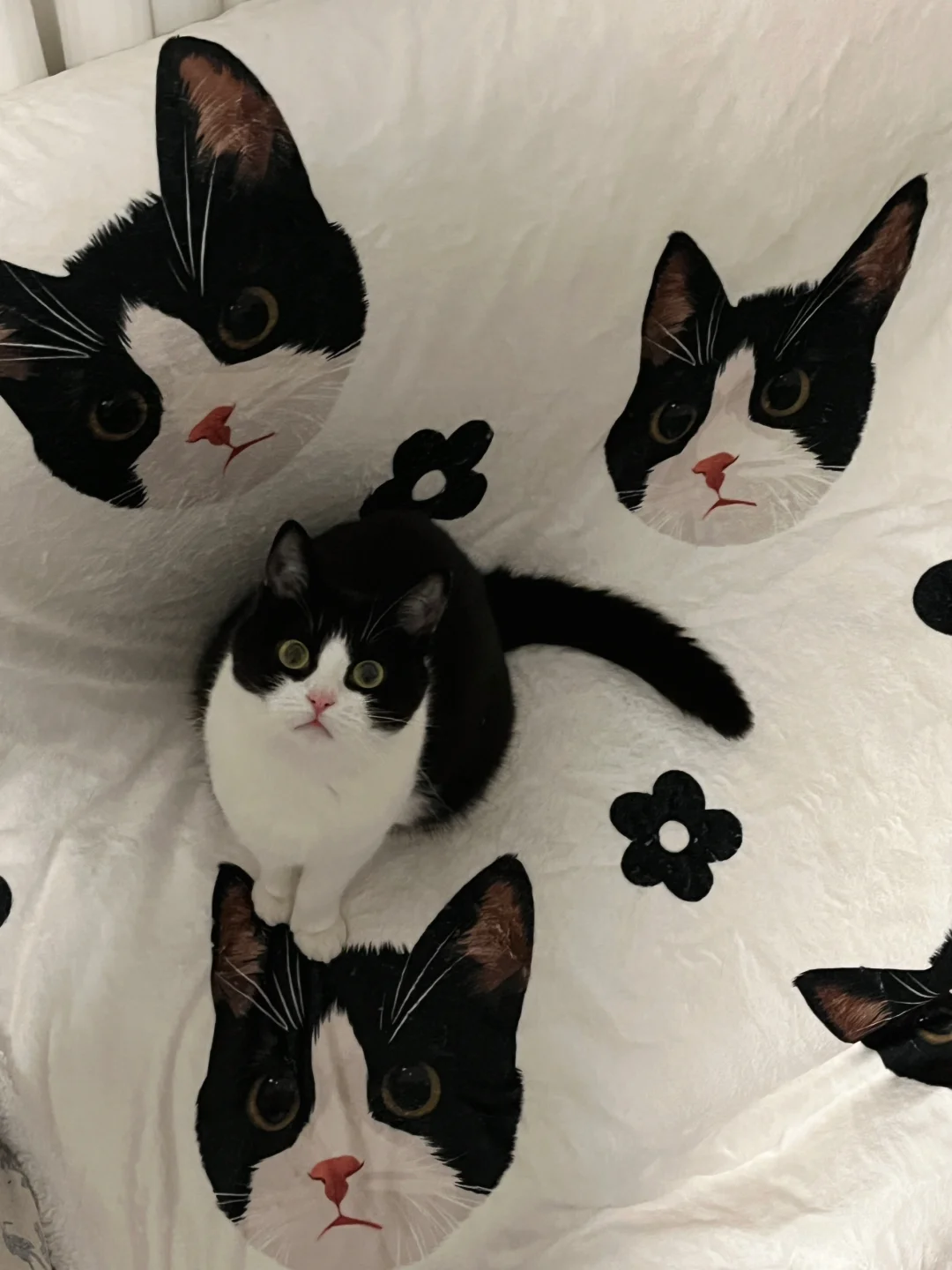 我被猫猫包围惹～