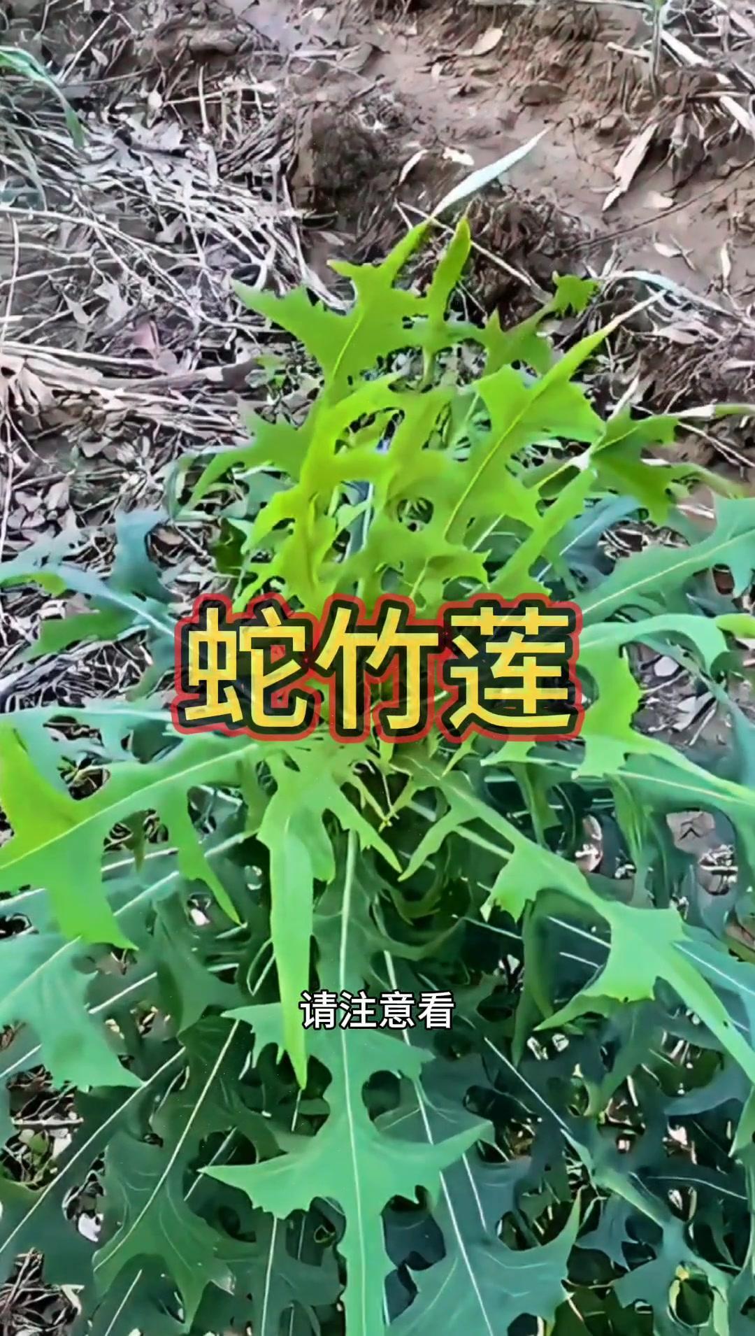 它可是世界非常有价值的中草植物之一。

它可是要500克一斤，要是你的家乡也有请