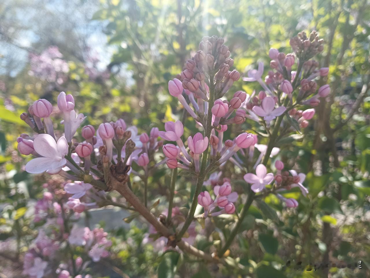 丁香花开
春末夏初，正是丁香花盛开的季节。
早在十多天前，路过儿童公园的北门，就