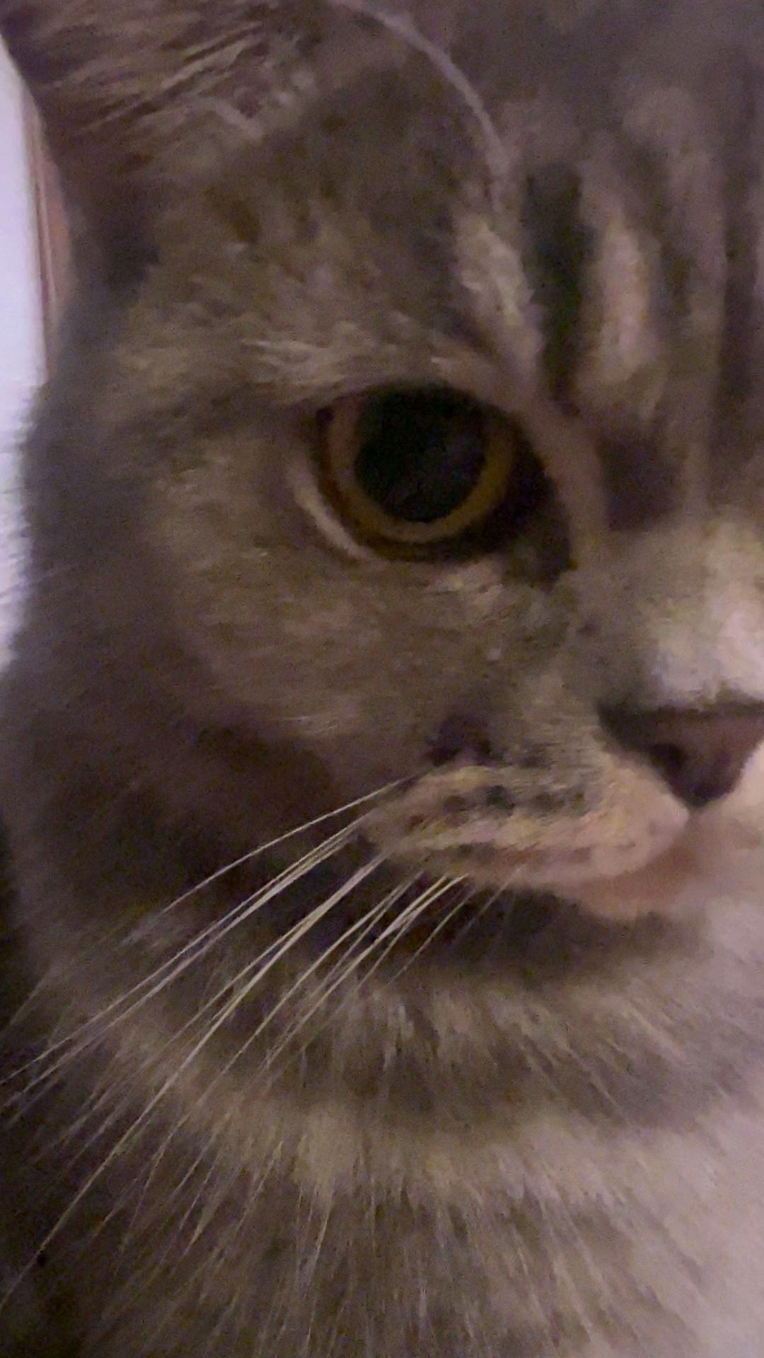 FirstKhaotung  🐱