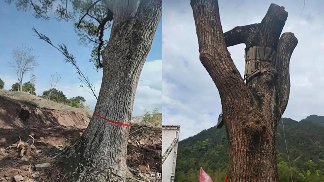 世界上能够存活很久的生命，只有古树，古树才是岁月真正的见证者。今人无法和古人见面