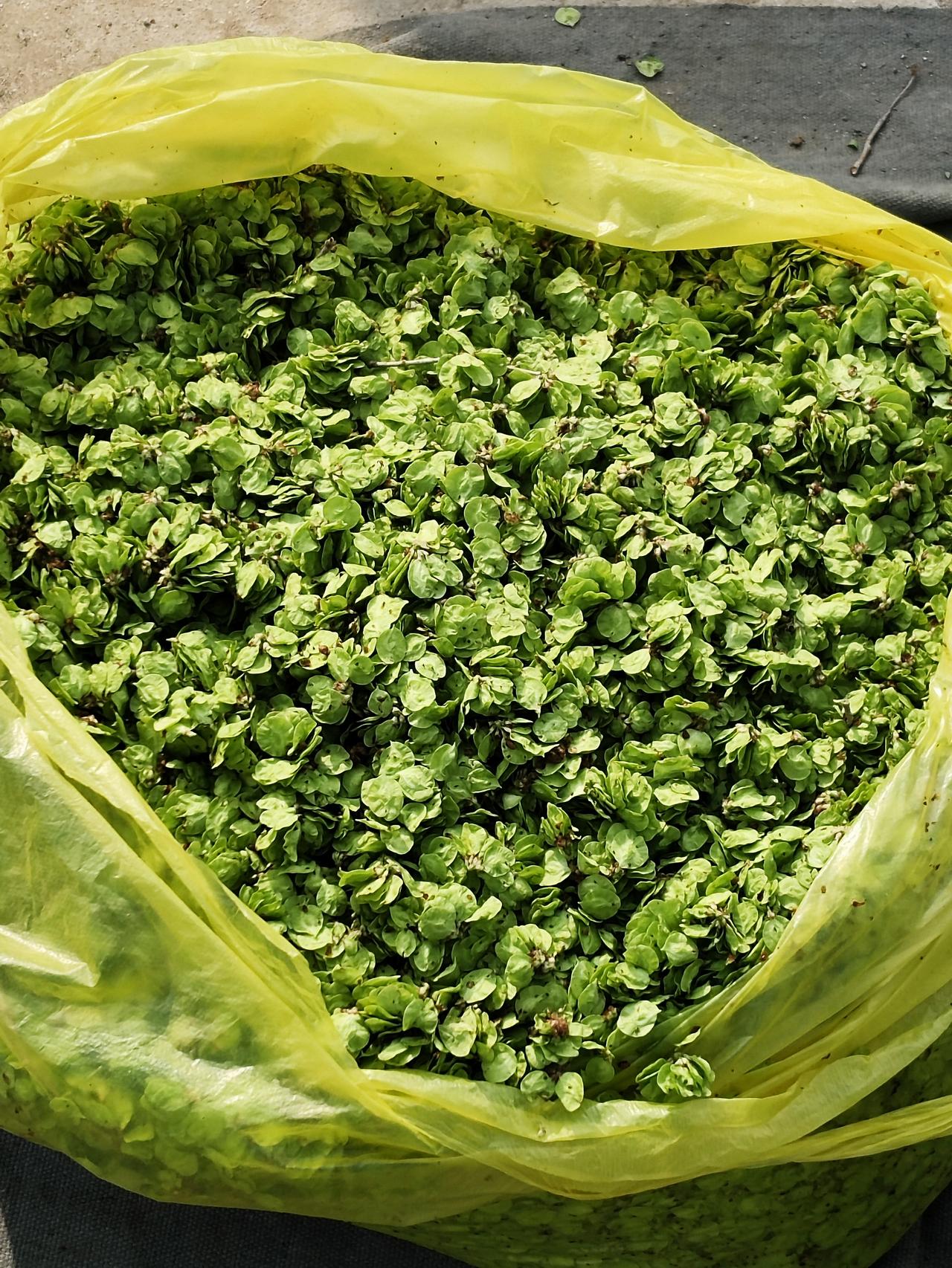 去南部山区“二仙村”赶大集，今天八点多，我俩跟小区大巴去赶大集了。“二仙村”，这