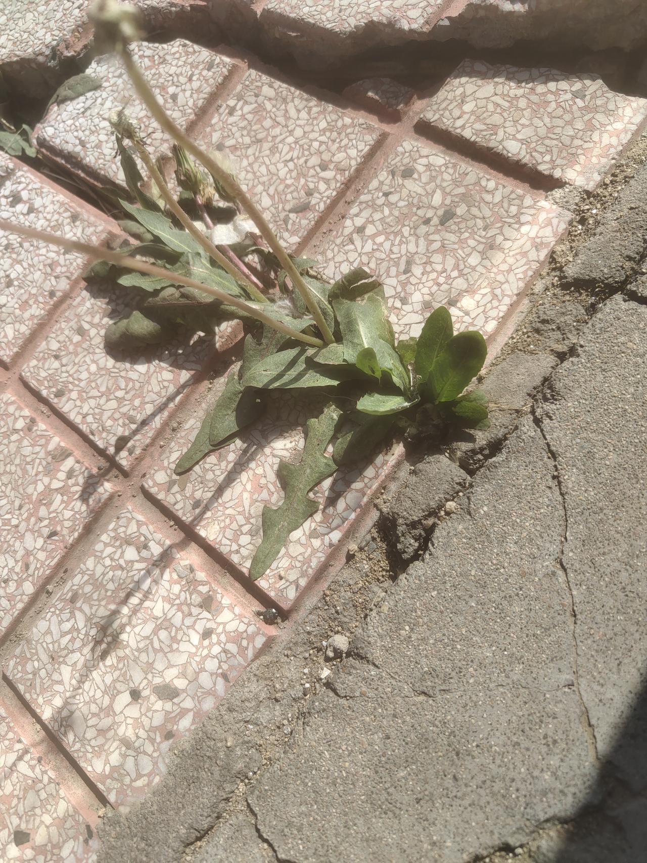 AI生图现在强的不是一星半点！

野草除了狗尾巴草，其他的真叫不上名字，随手拍了