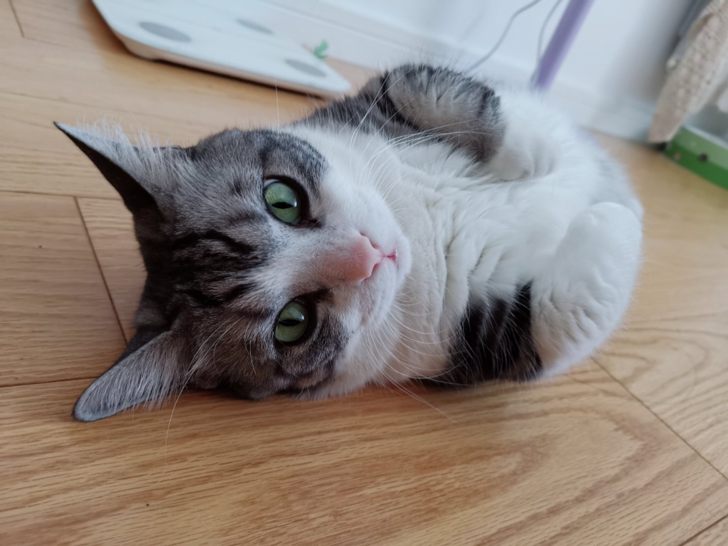 猫生主打一个松弛摆烂，体重多少都是浮云啊