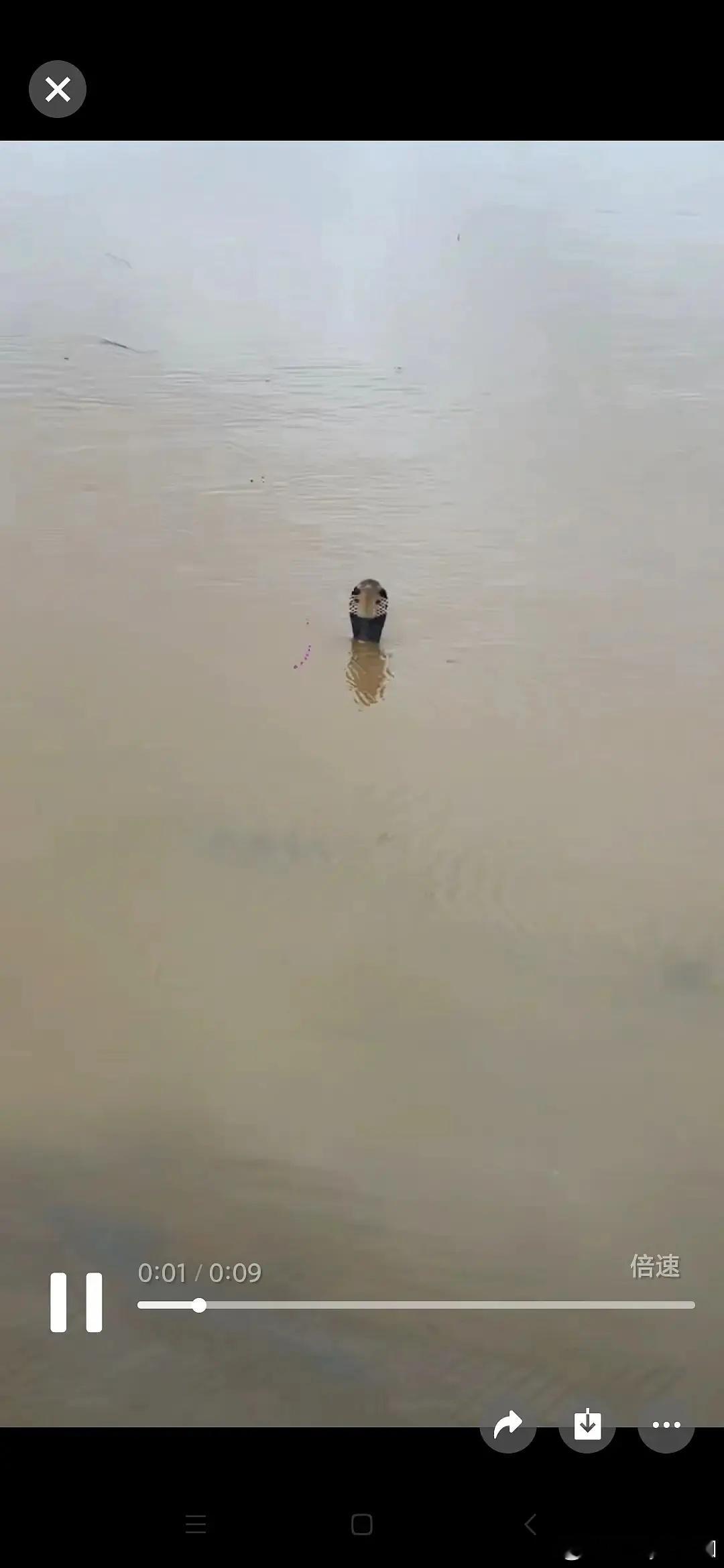 广西的眼镜蛇从养殖场跑出来了，水里到处都是🐍，有被咬到不能及时就医已经去世了几