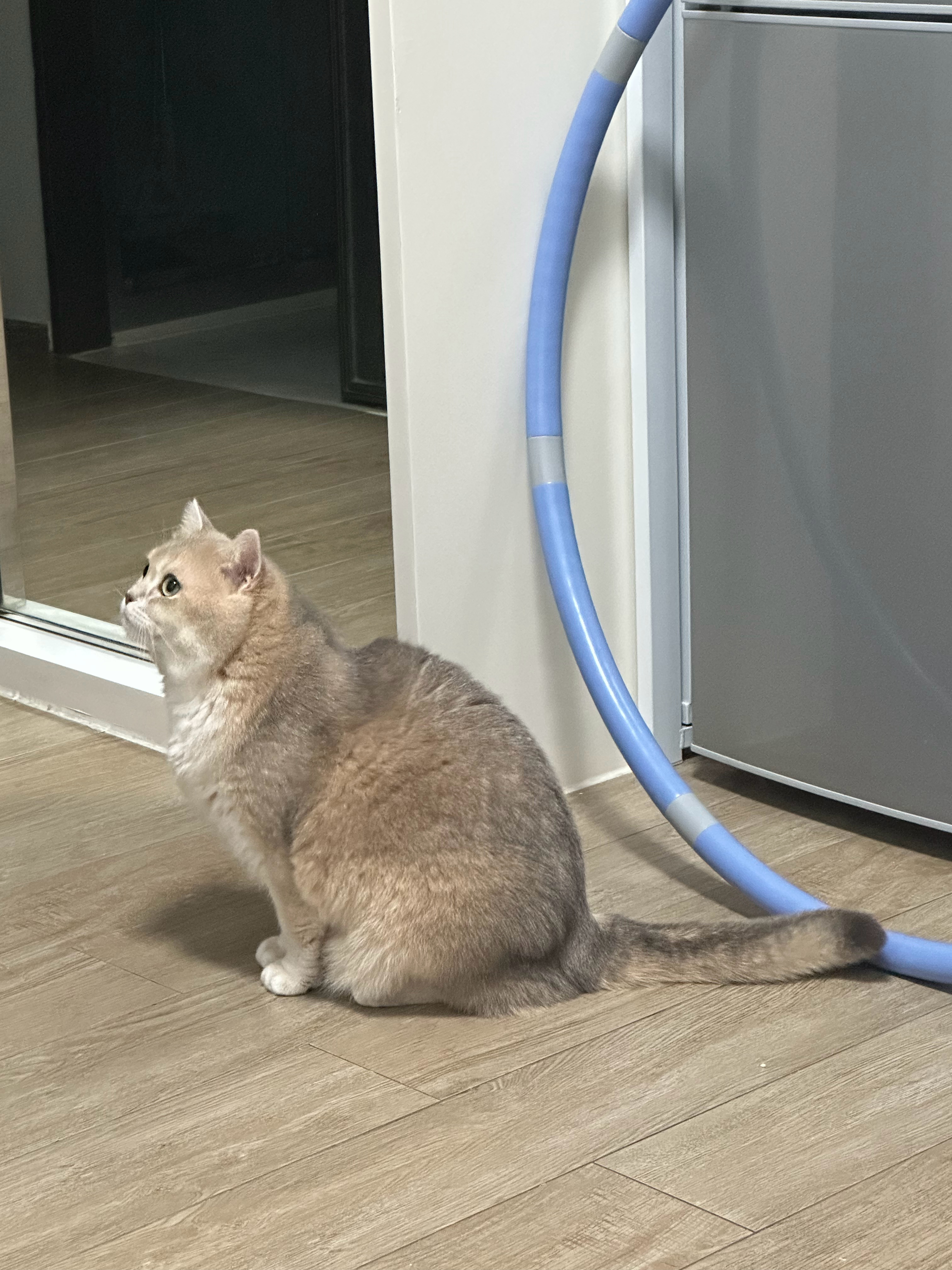 爵士大豪茂🐈 ​​​