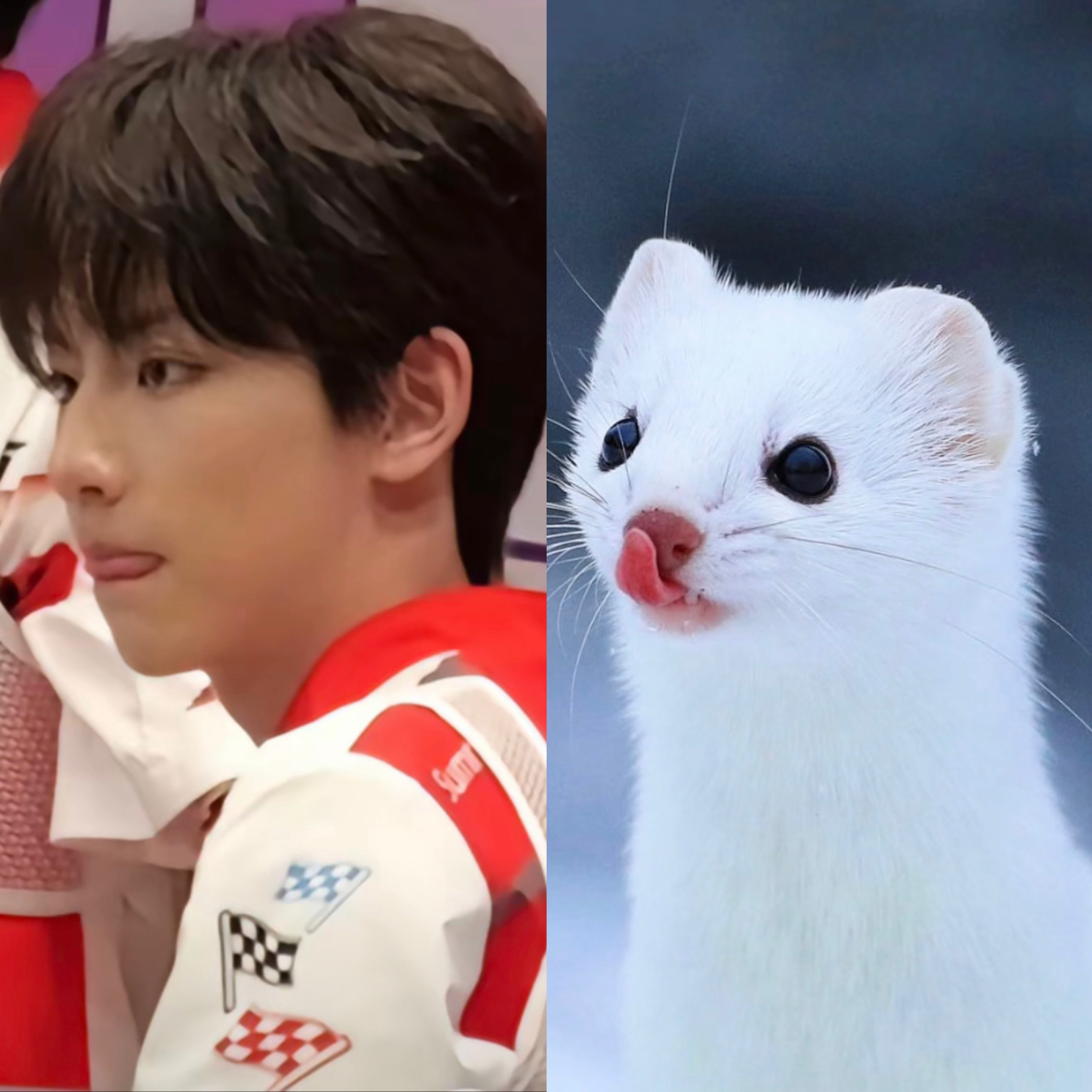 根本不懂李煜东和白鼬有什么区别呀，我觉得他本来就是一只鼬鼬呀(ᐡᯣ.ᯣกᐡ)ֻ 