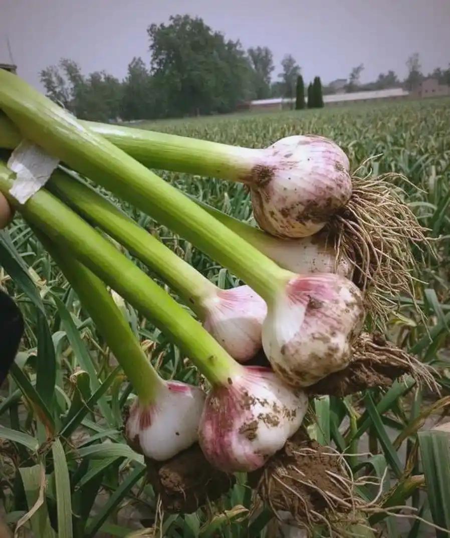 常吃大蒜对身体有什么好处? 常吃大蒜好处可不少。大蒜里有大蒜素，这可是个好东西，