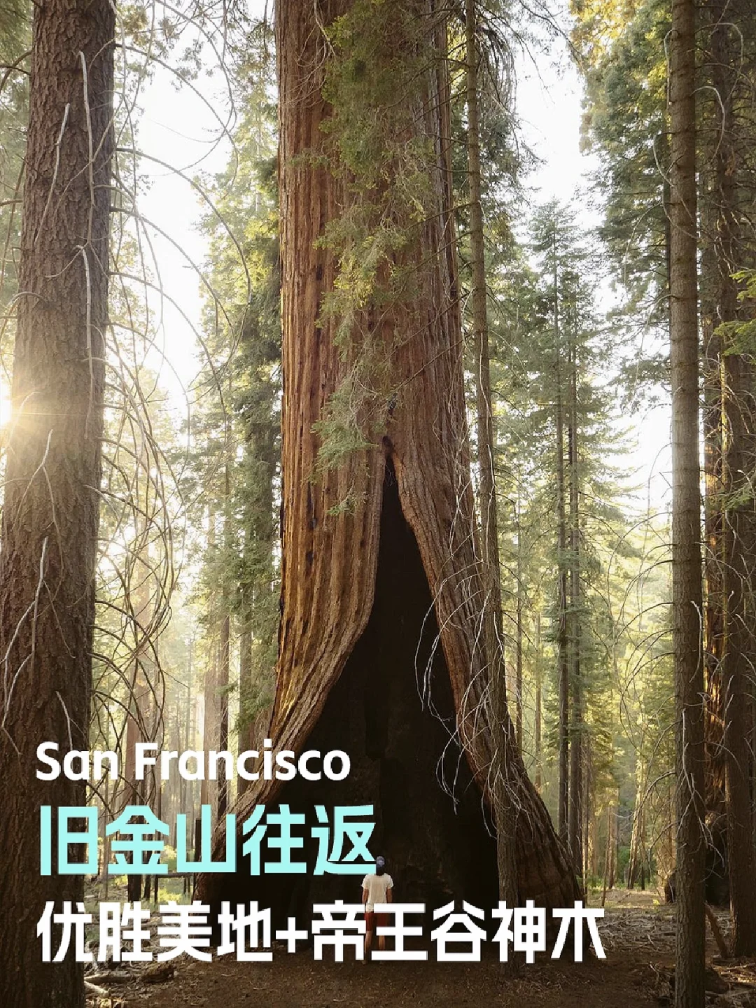 🇺🇸旧金山➡️优胜美地&帝王谷神木公园2日游
