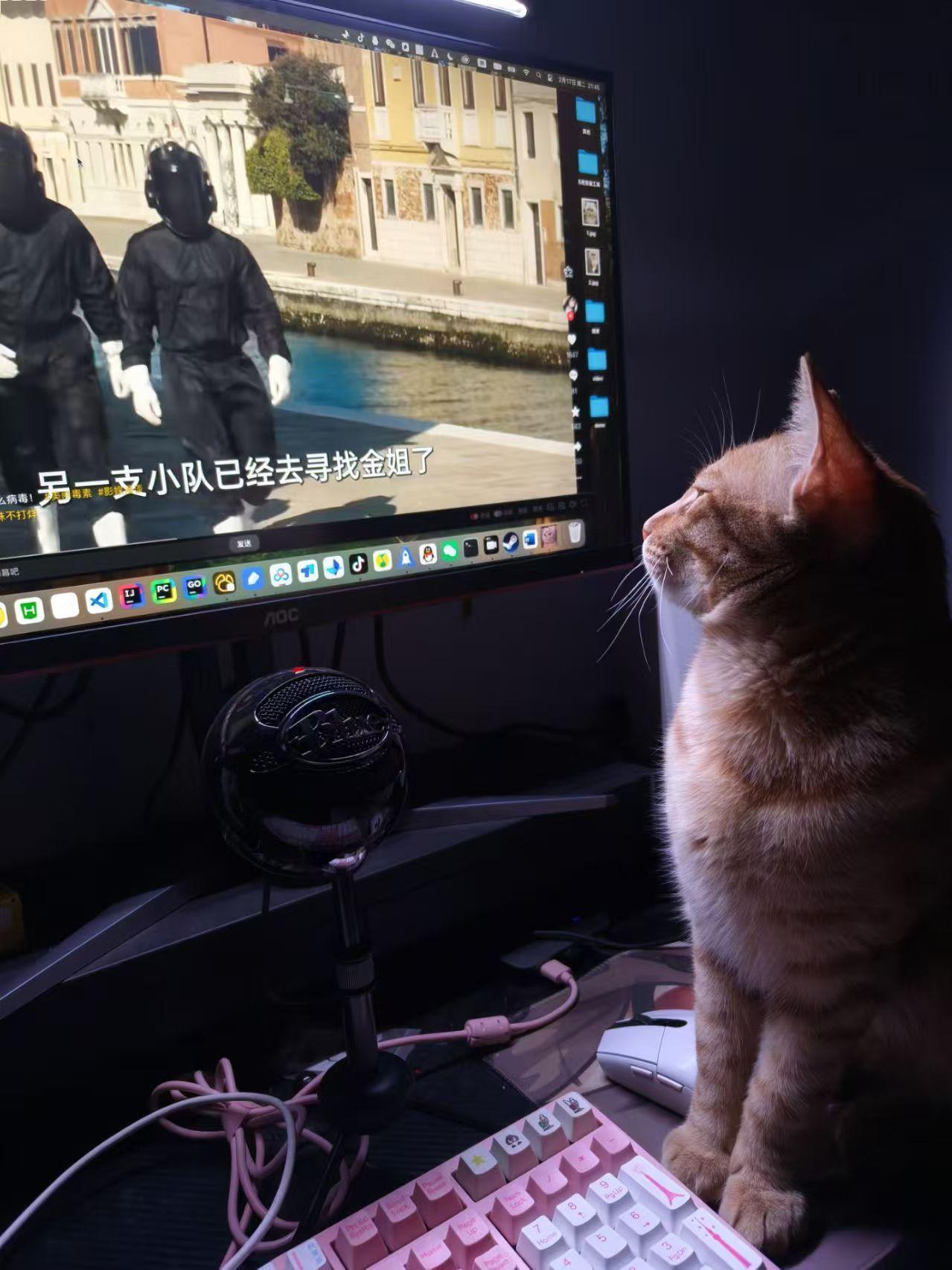 分享你家的小猫它好像能看懂一样呀，很淘气又很乖还很粘人的这么一个猫兄弟