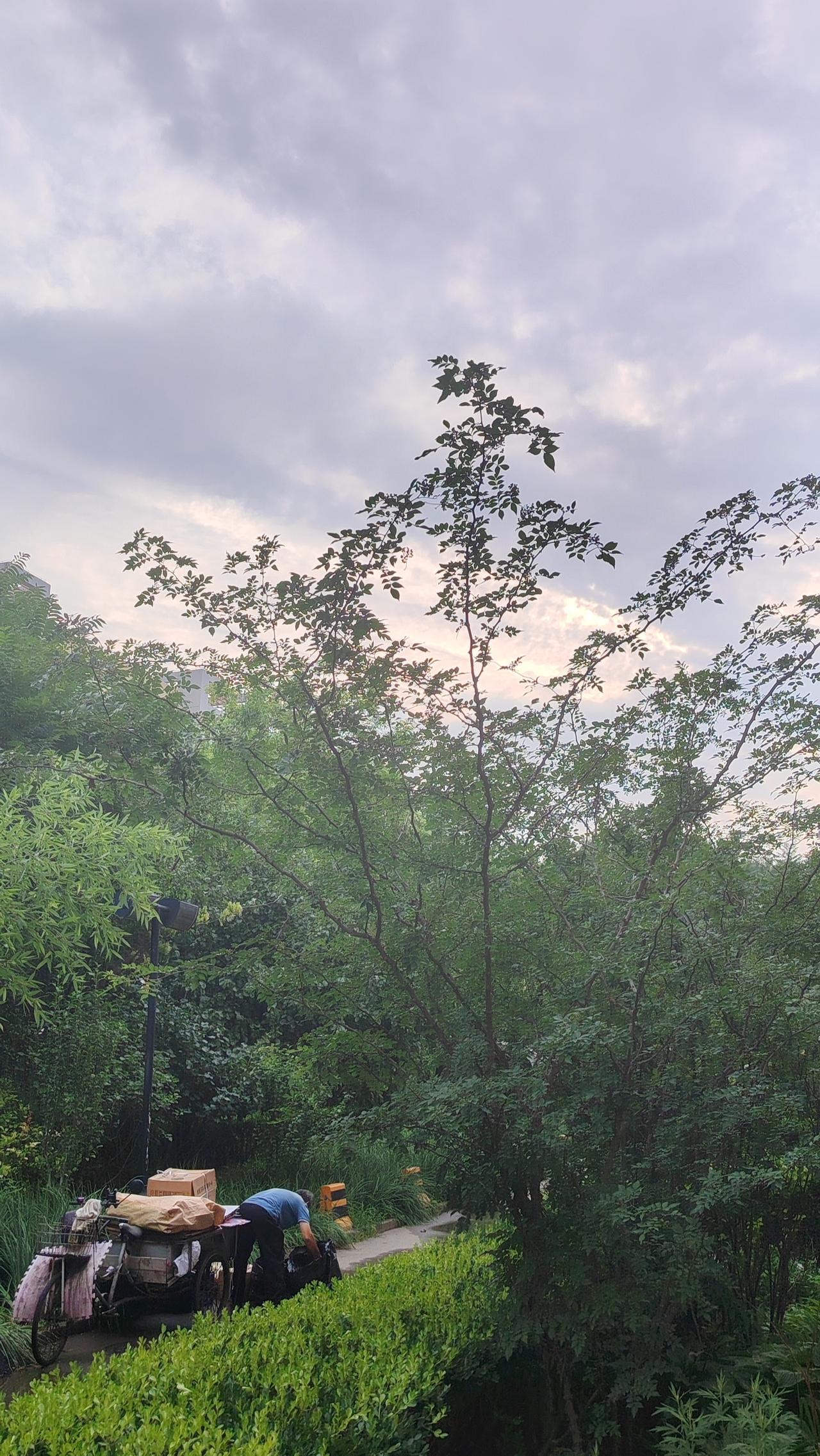 夏日美景随拍夏日的风，总是带着治愈的魔力。当镜头定格下树影斑驳与落日余晖，那些被