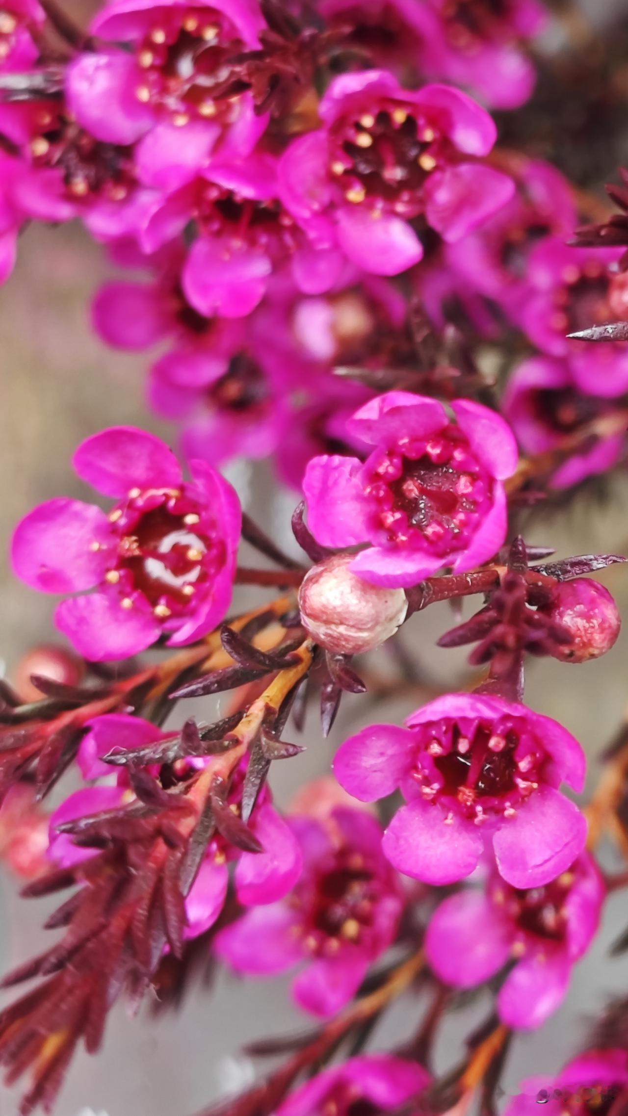 切花新秀——澳洲腊梅也叫做松叶腊梅或松梅花。虽然它的名字里带有“梅”，但它其实并