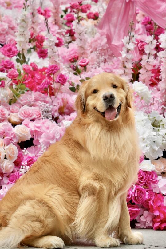 一不小心拍到了小狗和春天的第一张合照📷