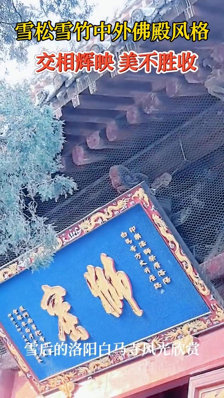 雪松雪竹中外佛殿风格交相辉映，美不胜收。
雪后的洛阳白马寺风光欣赏。雪竹、泰国佛