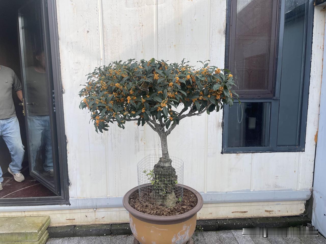 你们的小庭院有什么桂花盆景，有沉香，朱砂，天香台阁等好品种