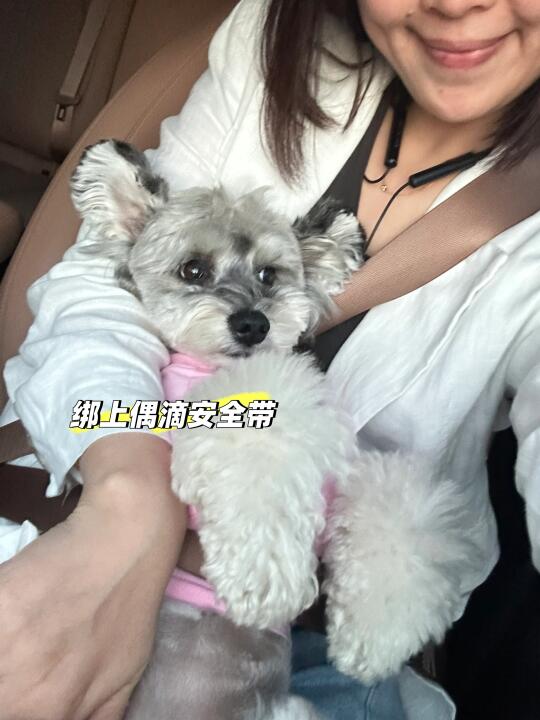副驾小狗