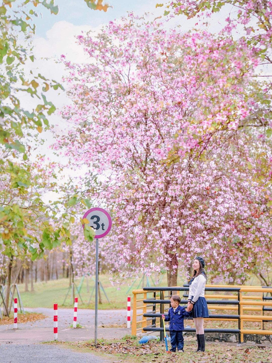 挖到宝了🌸十五公里的紫荆花花海太浪漫了