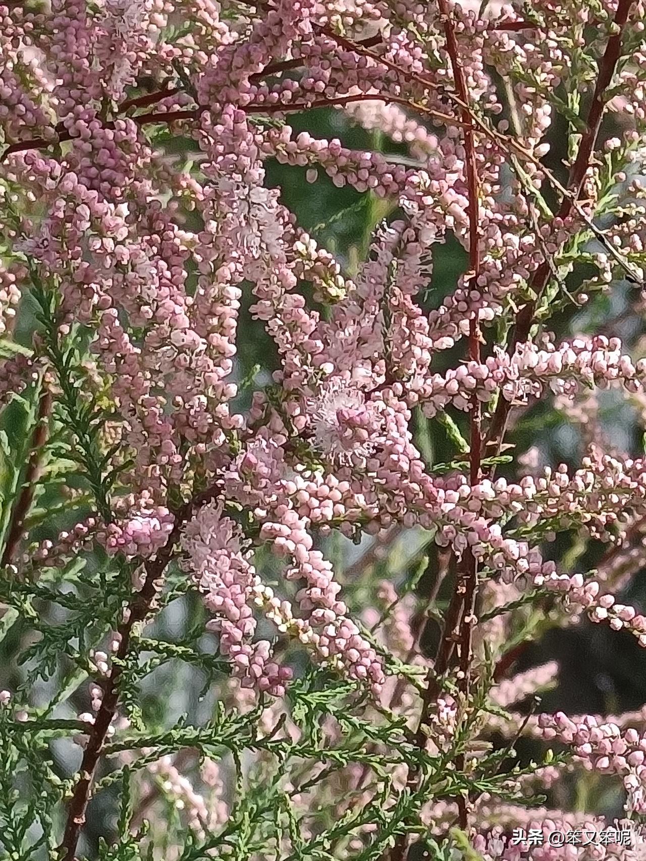 小满·柽柳

小满三候，柽柳始花。

细长的枝条上，粉白相间的花穗轻垂着，如烟似